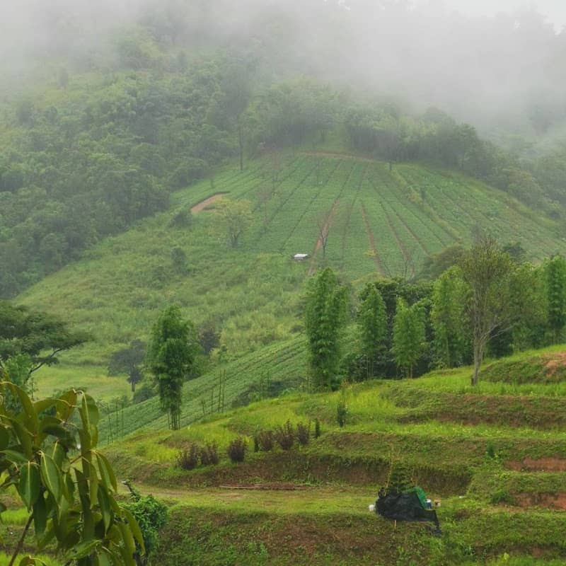 ไร่บ้านรักอโวคาโด Cafe & Restaurant เขาค้อ เพชรบูรณ์ - Image 1