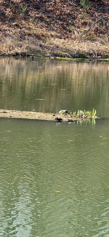 Turtle Pond - Image 2