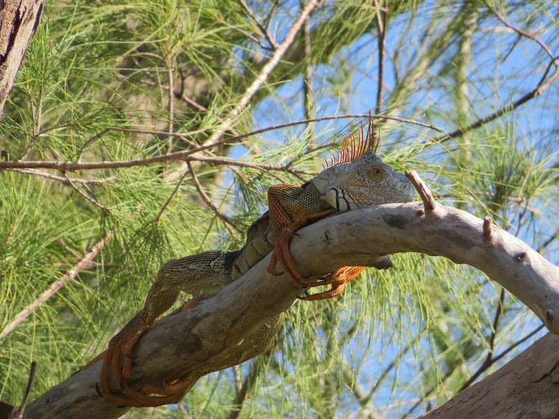 Marco Island Nature Preserve and Bird Sanctuary - Image 2