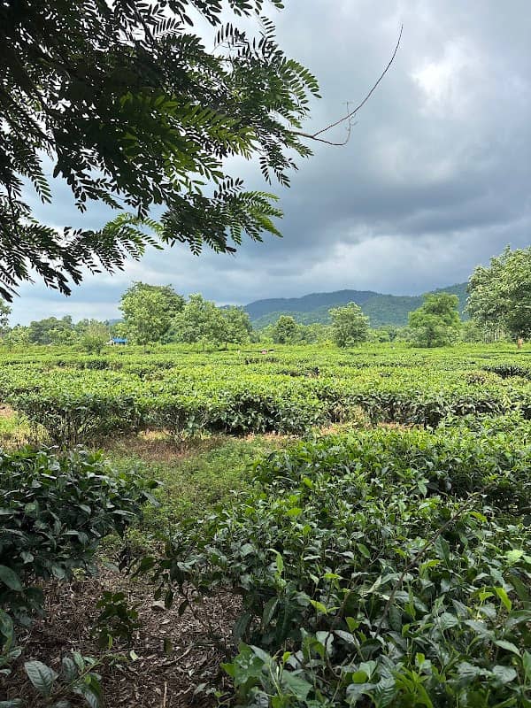 Barduar Tea Gardens - Image 1