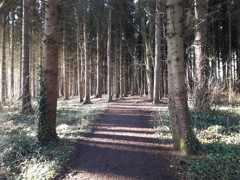 Somerset Forest - Image 1