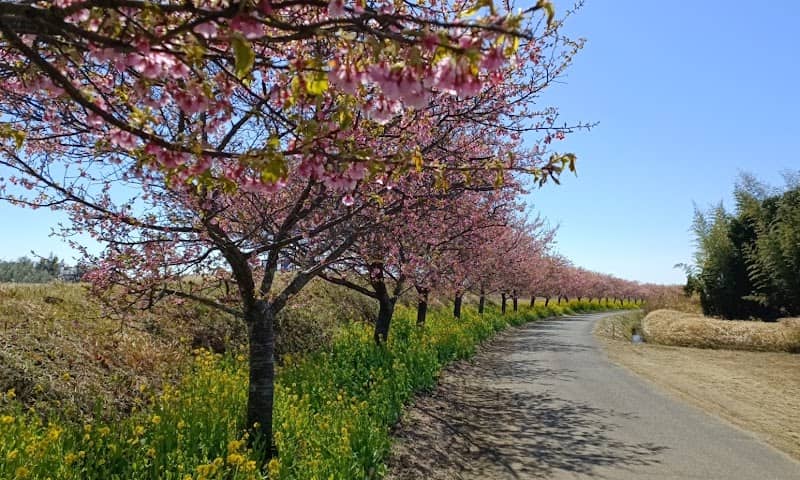 Kidogawa Kawazu cherry blossoms - Image 1