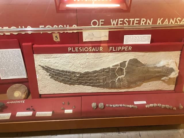 Schmidt Museum-Natural History - Image 2