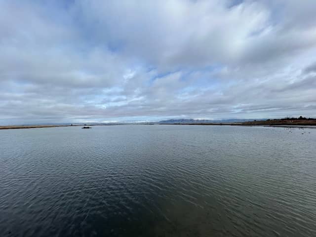 Skimmers at Shoreline - Image 2