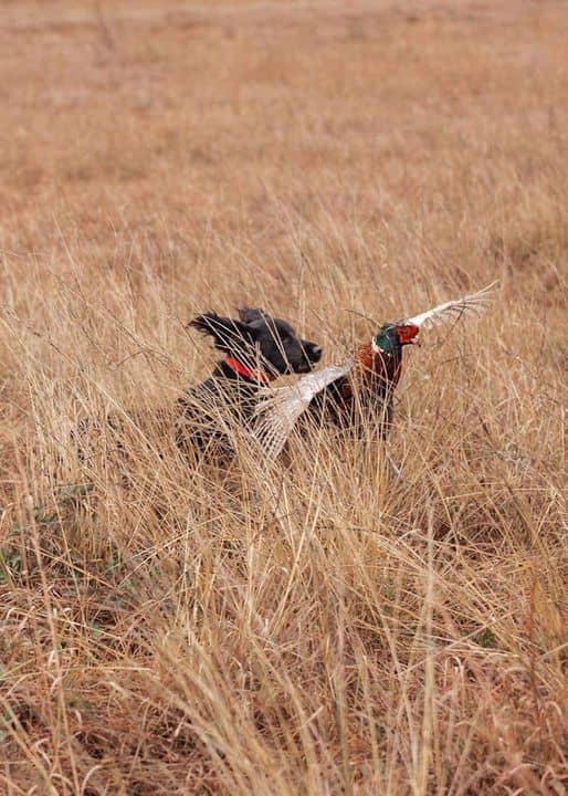 Boulers Game Birds, Bird Dogs and Guide Service - Image 1