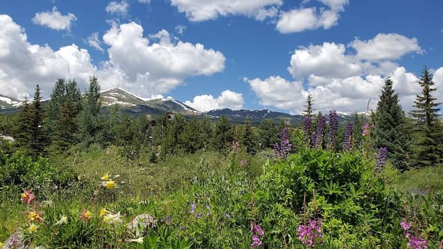 Breckenridge Alpine Garden - Image 2