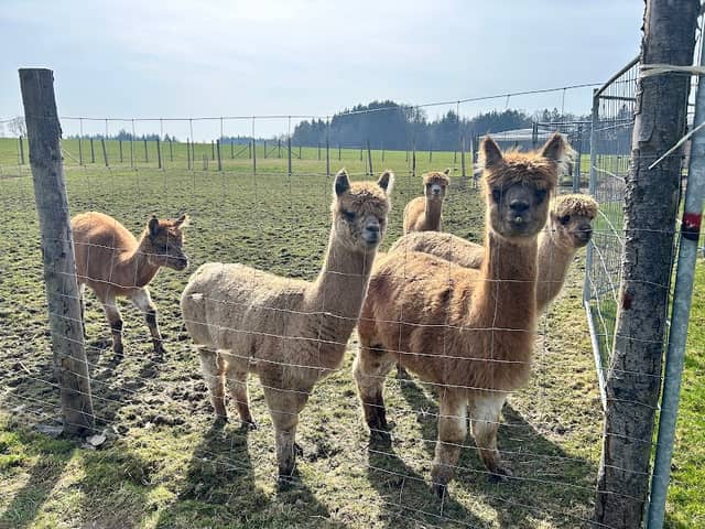 Lützelburg Alpacas - Image 1
