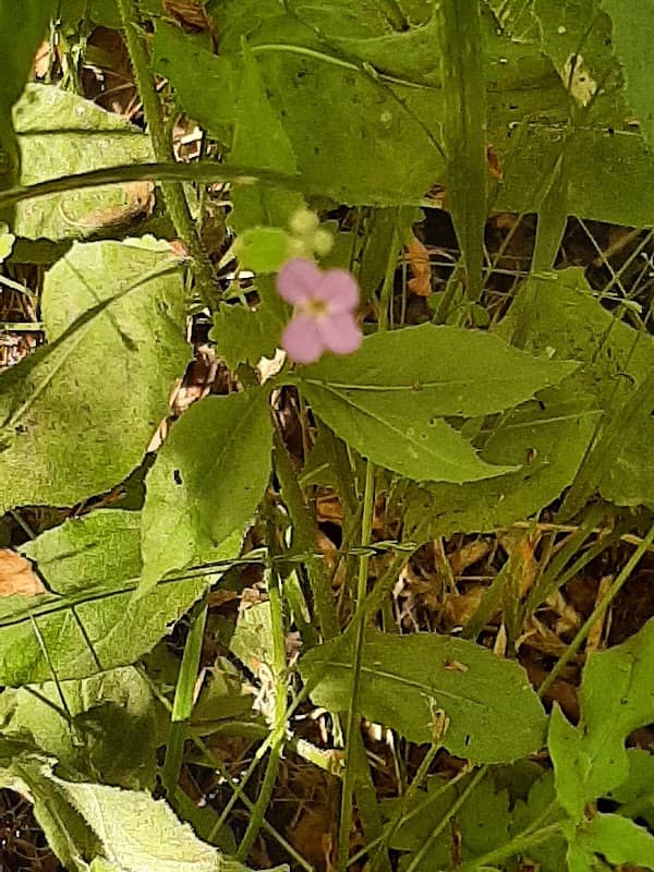 Turtle Creek Moccasin Trail - Image 1