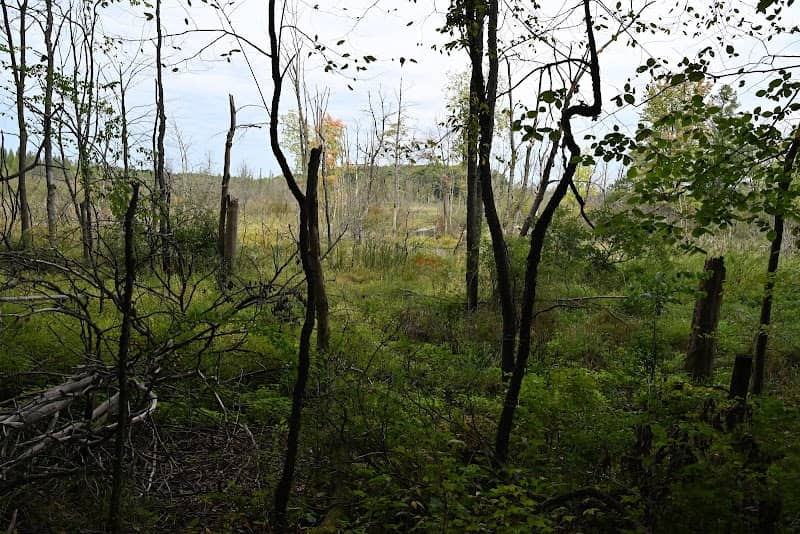 Lefglen Nature Sanctuary - Image 2