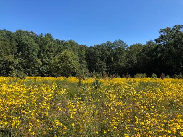 Mason Farm Biological Reserve - Image 1