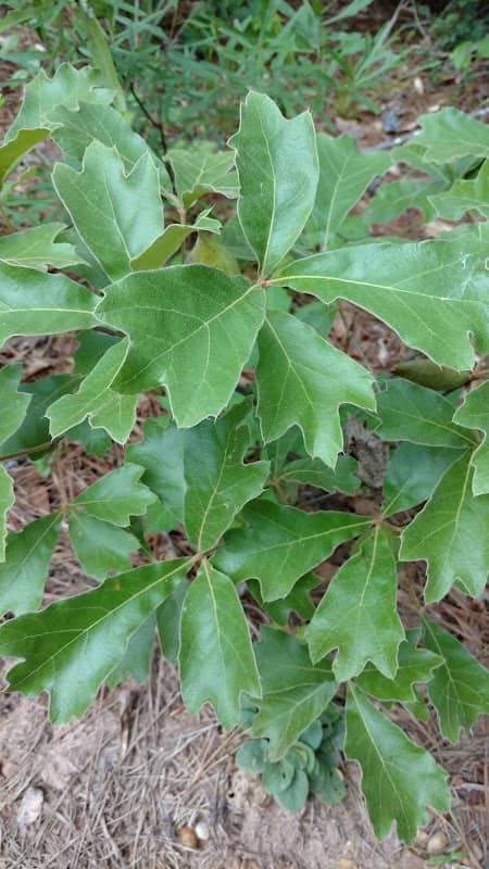 Marthaville - Image 1