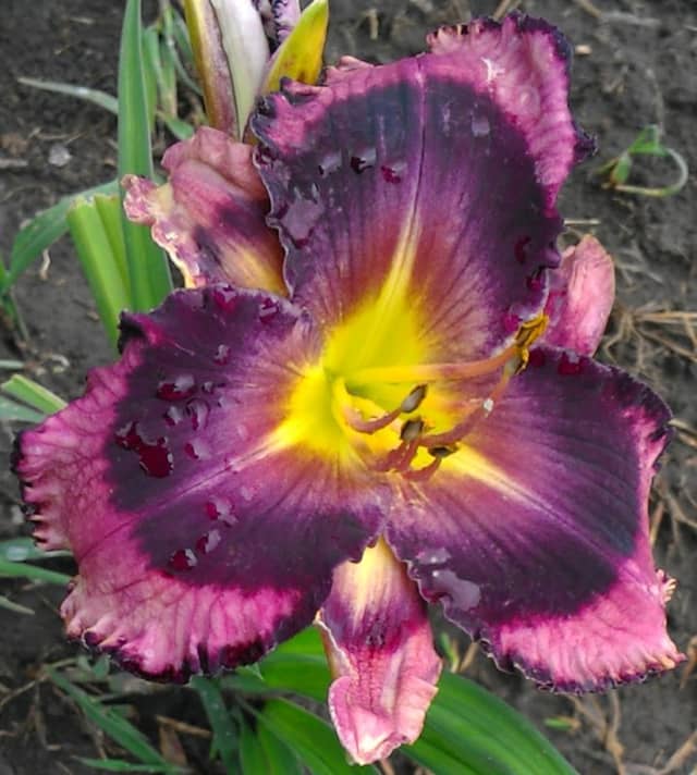 Hillsdale Lily Garden - Image 1