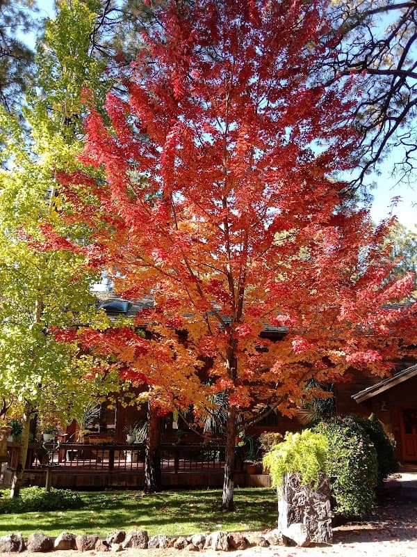 Pinetop - Image 1