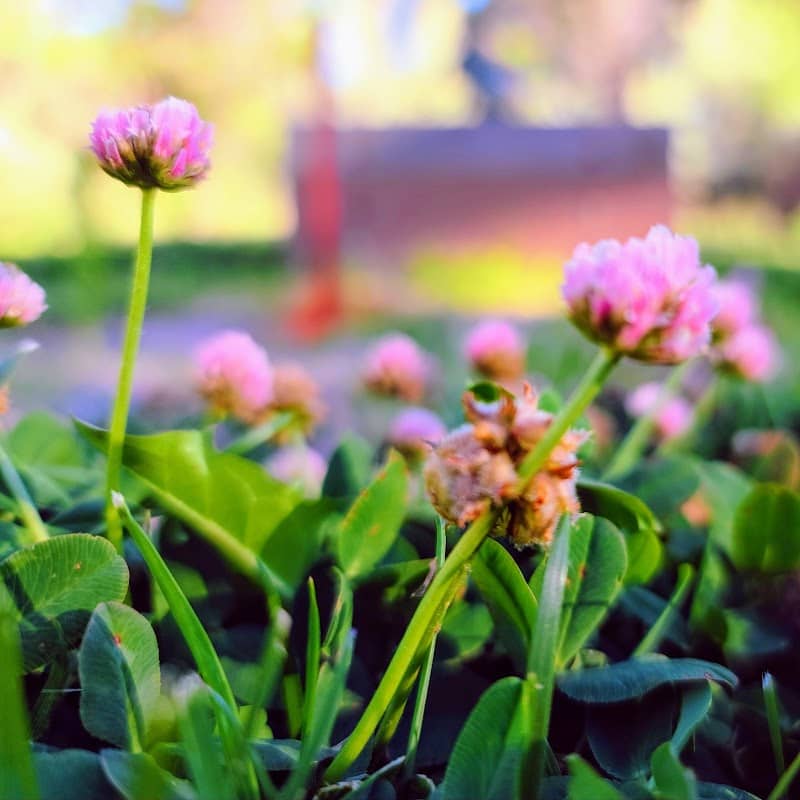 Dan Williams Park - Image 2