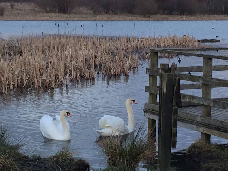 Perchy Pond Wishaw - Image 1