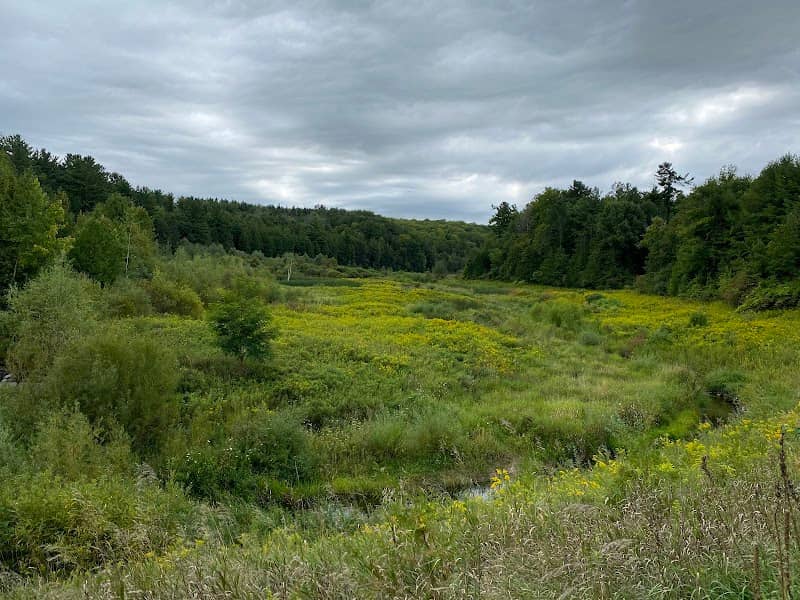 Scanlon Creek Conservation Area - Image 2