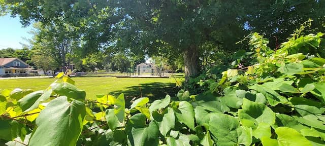 South Street Park - Image 2