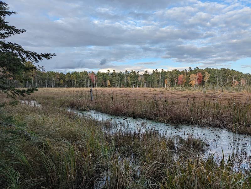 Marsh River Bog - Image 1