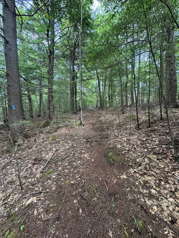 Marsh River Bog - Image 2