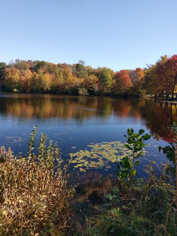 Juniper Pond - Image 2