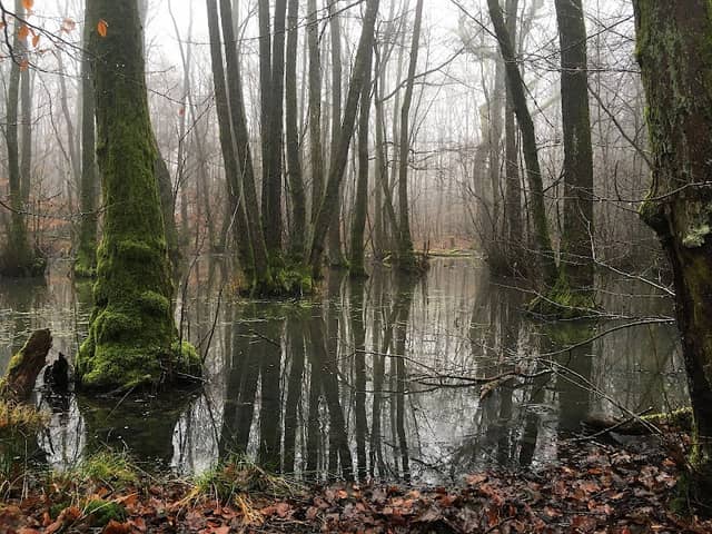Naturschutzgebiet Kleinblittersdorfer Wald - Image 1