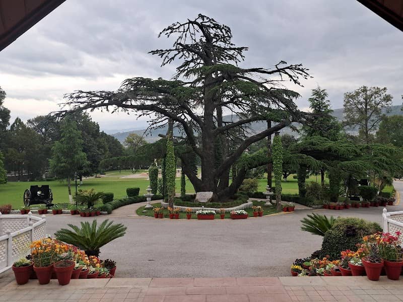 Old Cedar Tree - Image 1