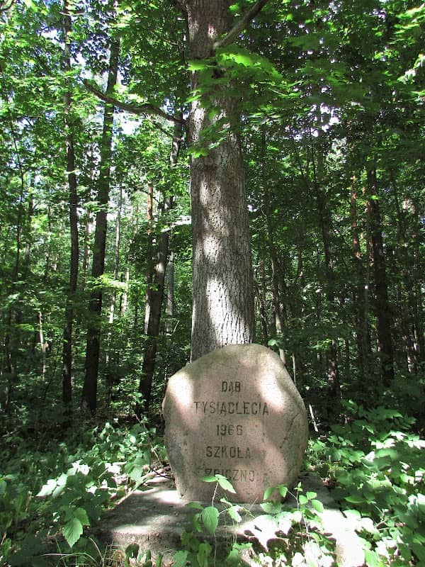Dąb Tysiąclecia - Image 1