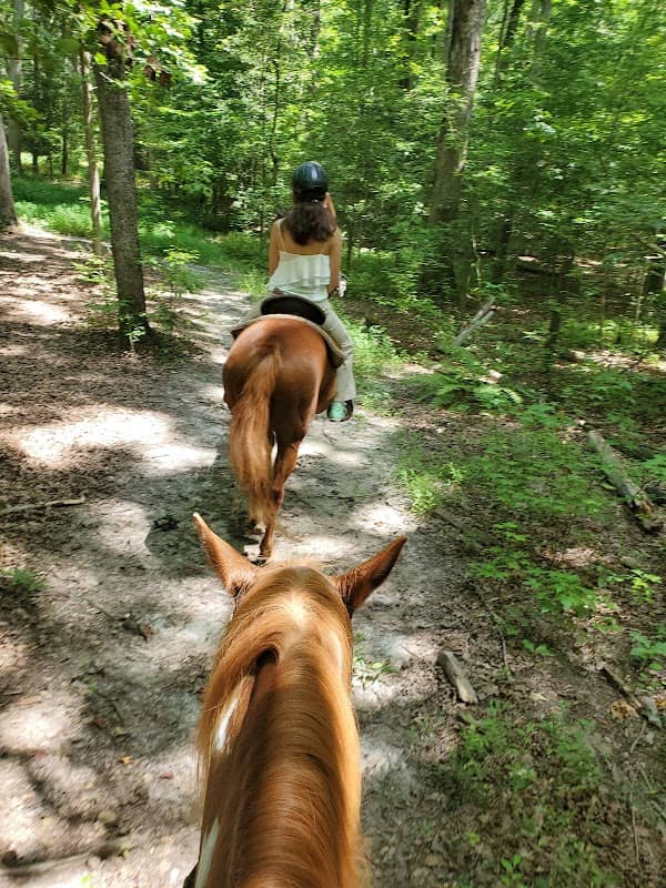 Colchester Equines - Image 1