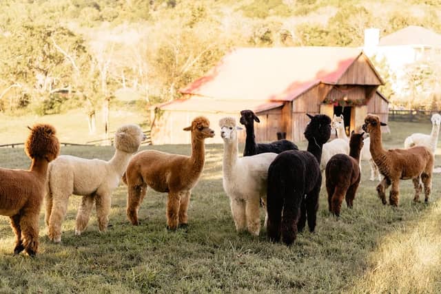 Coleman Valley Alpaca Farm - Image 1