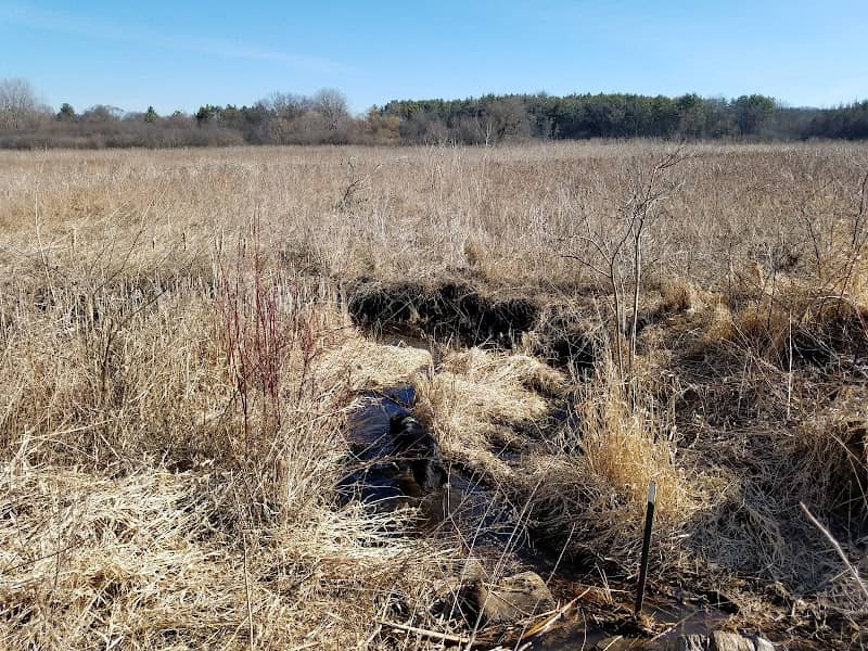 Sterne's Woods & Fen - Image 2