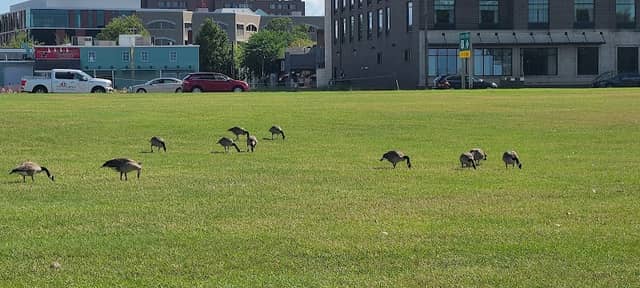 Davis Park - Image 1