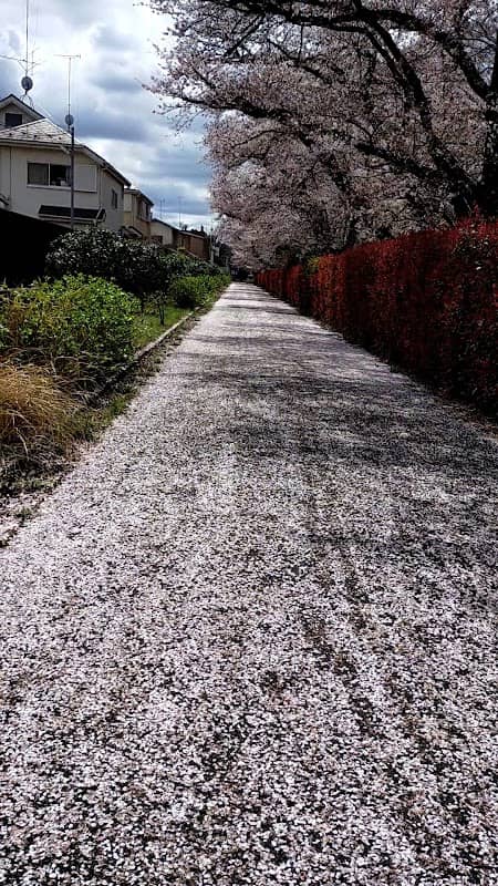 小平霊園さくら通り - Image 2