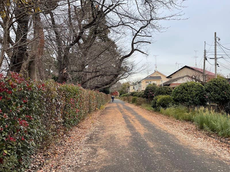 小平霊園さくら通り - Image 1