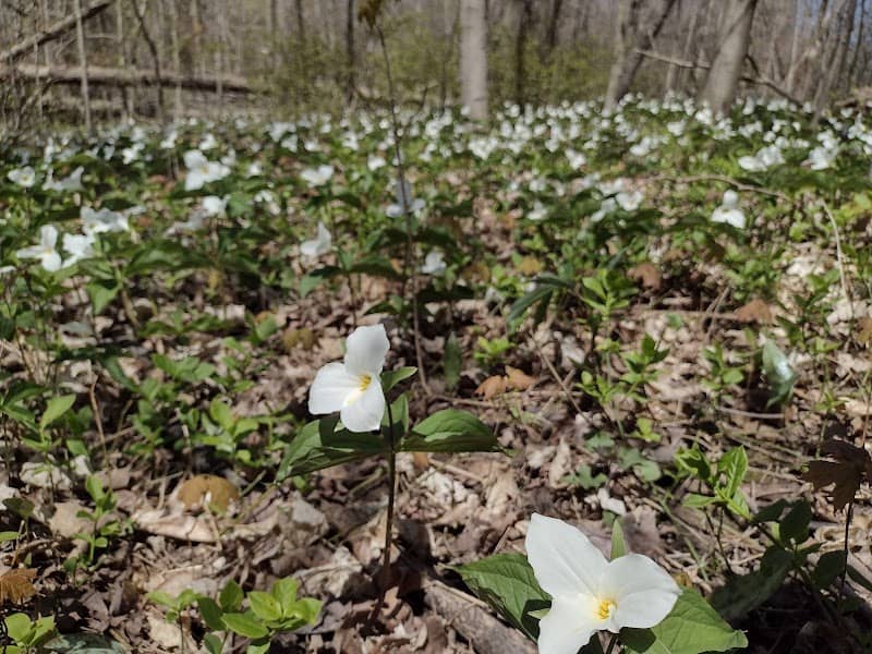 Neyagawa Woods - Image 1