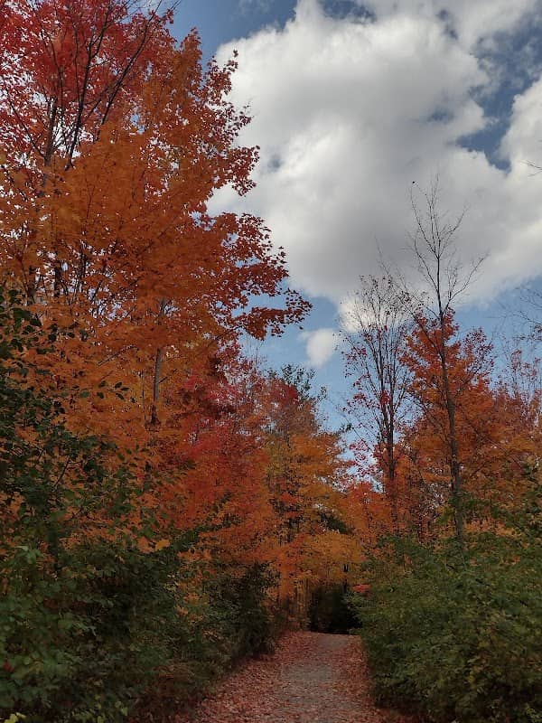 Neyagawa Woods - Image 3