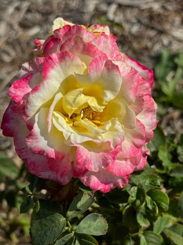 Memorial Rose Garden - Image 2