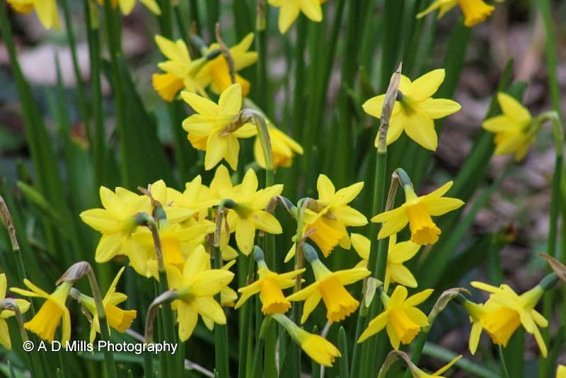 Sandfield Park - Image 1