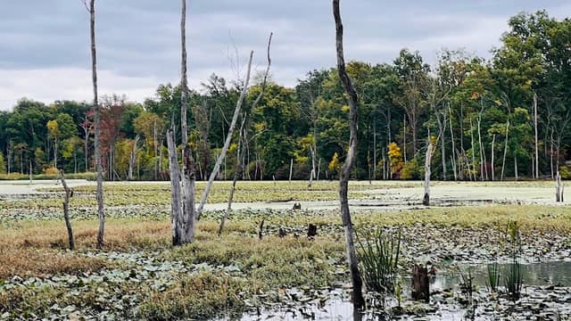Black Fork Bottoms Hunting Area - Image 1