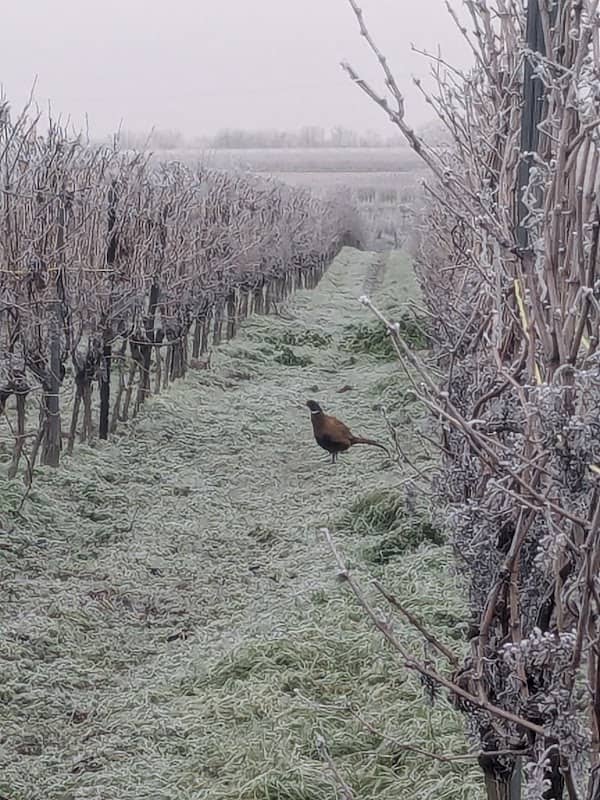 Weinbergshäuschen BCV - Image 1