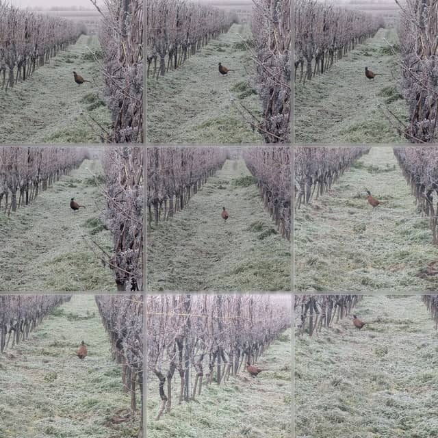 Weinbergshäuschen BCV - Image 2