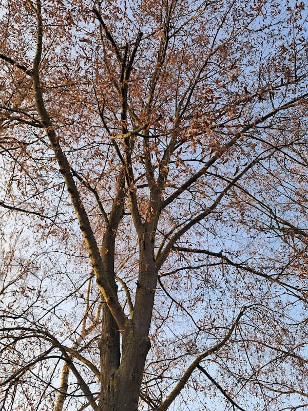 Wildkatzen-Sichtungsort - Image 1