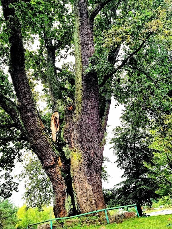 The Oak Grot in Dęblin - Image 1