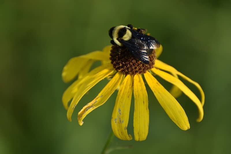Cherokee Prairie - Image 2