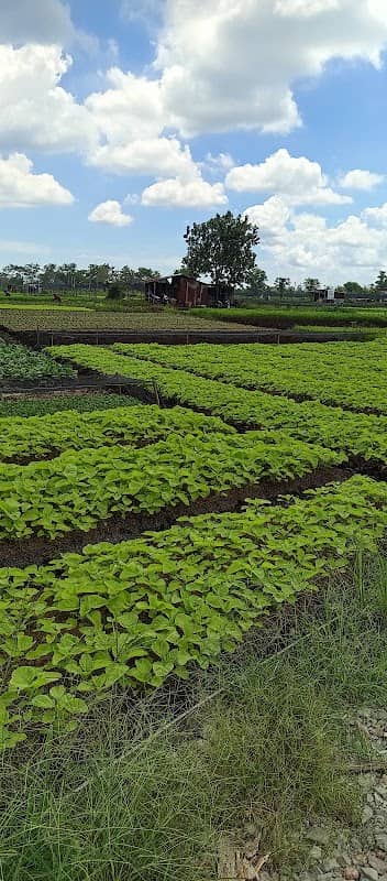 Kampung GAMBUT siantan - Image 1