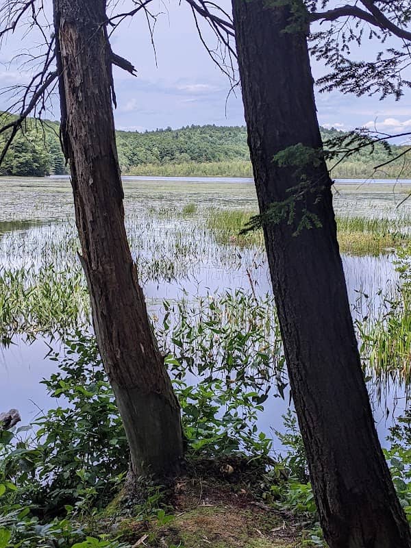 Gannet Woods and Wyman Memorial Forest - Image 1