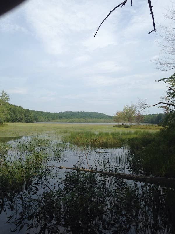 Gannet Woods and Wyman Memorial Forest - Image 2