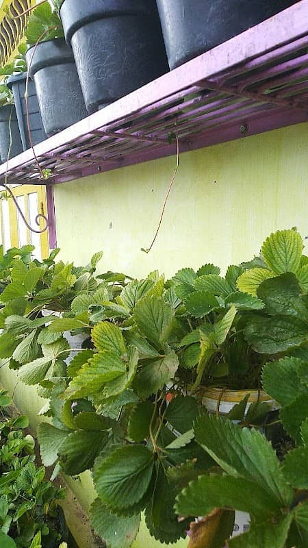 Kampung Strowbery Kota - Image 1
