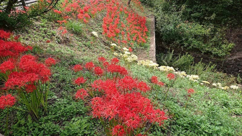 Dodo Park - Image 1