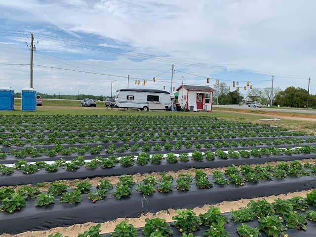 Cottle Strawberry - Image 1