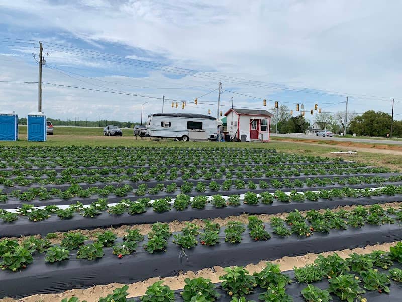 Cottle Strawberry - Image 1